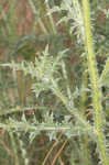 Spiny plumeless thistle